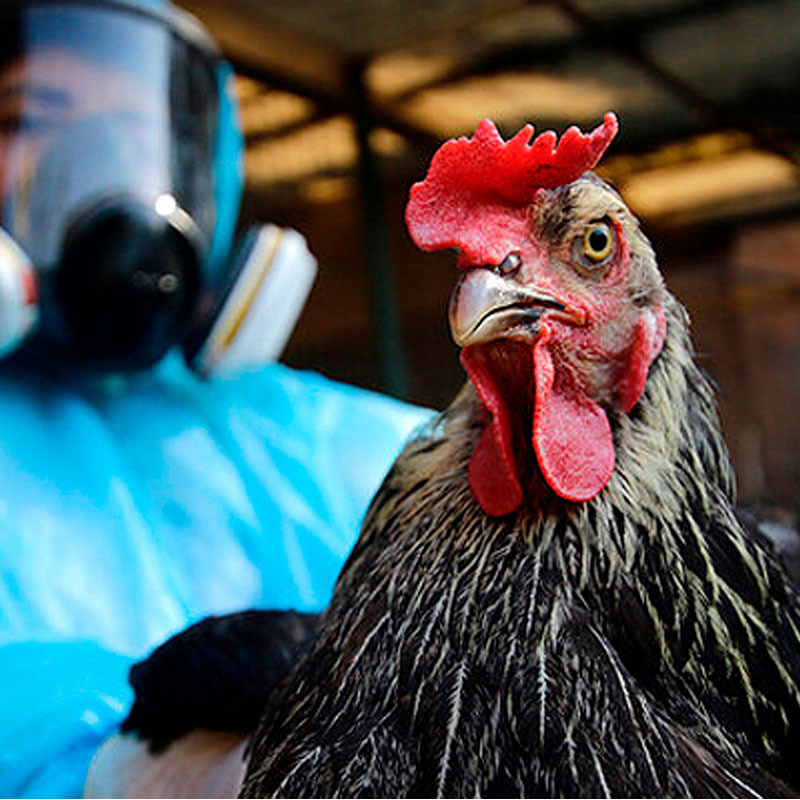 Sag Confirma Contagios De Gripe Aviar En Aves Del Campus Talca De La