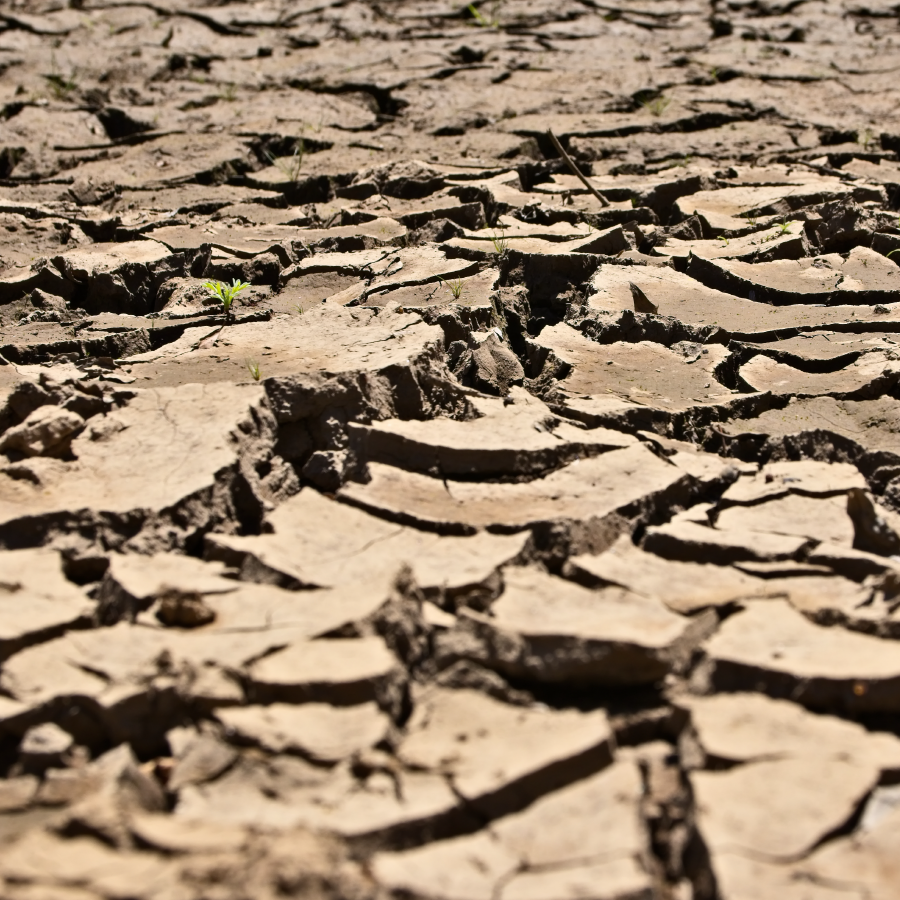 Escasez hídrica en Chile. El Maule y tres regiones más son declaradas zonas de “emergencia agrícola por sequía”