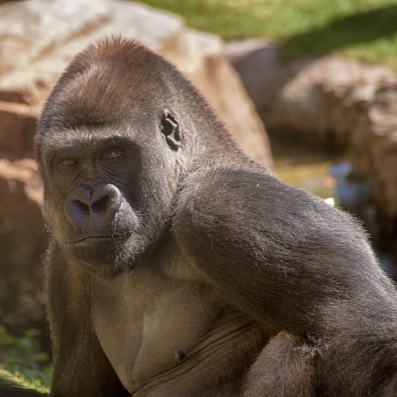 Alerta por brote de Covid entre población de gorilas en Zoológico de Atlanta