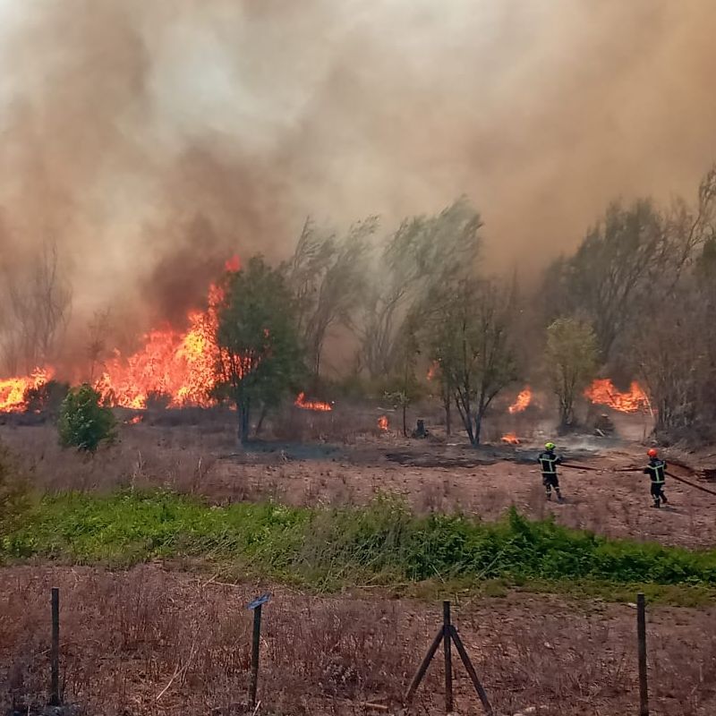 Incendio en bosque nativo en Panquehue, habría sido provocado