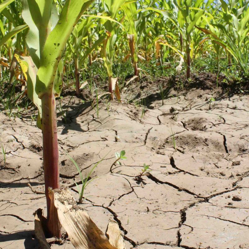 INDAP entregó recursos a agricultores talquinos ante grave crisis hídrica regional