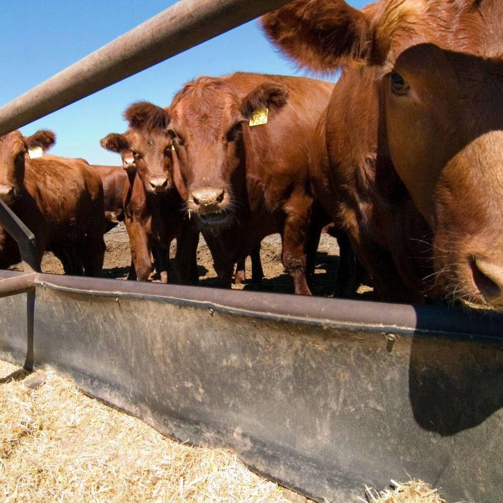 Agricultores maulinos recibieron ayuda estatal para alimentar a sus animales