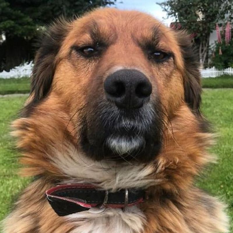 Colmevet demanda al ISP por prohibir fármaco veterinario. “Brownie” el “Primer perro de Chile” se unió a esta cruzada