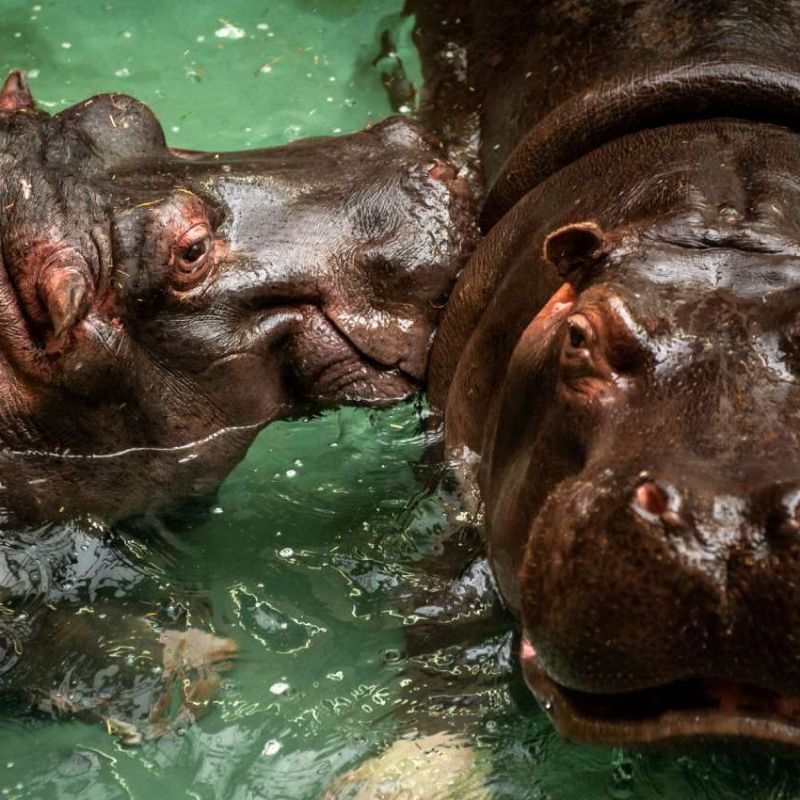 Dos hipopótamos dan positivo para Covid en zoológico belga