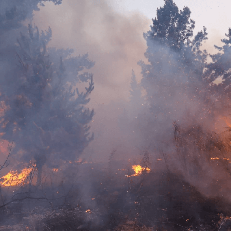 Gobierno decreta “emergencia agrícola por incendio” a Quillón