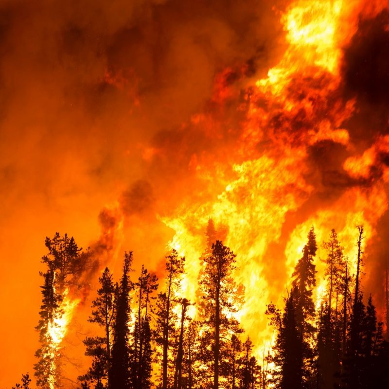 Multiples incendios forestales afectan a tres regiones del país 