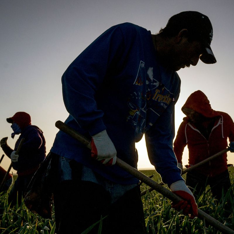PDI detecta a extranjeros irregulares trabajando en predio agrícola en Pencahue