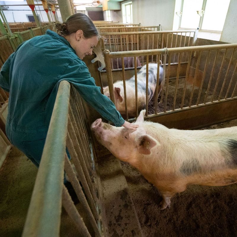 Inédita operación reemplazó corazón humano enfermo por uno de cerdo