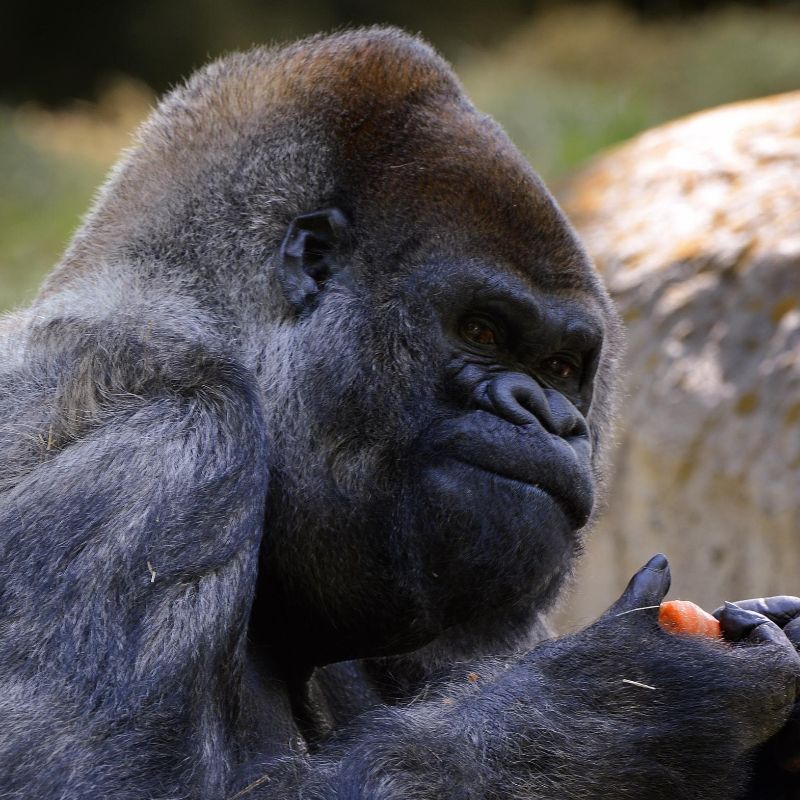 Muere, gorila sobreviviente de Covid, más anciano en cautiverio