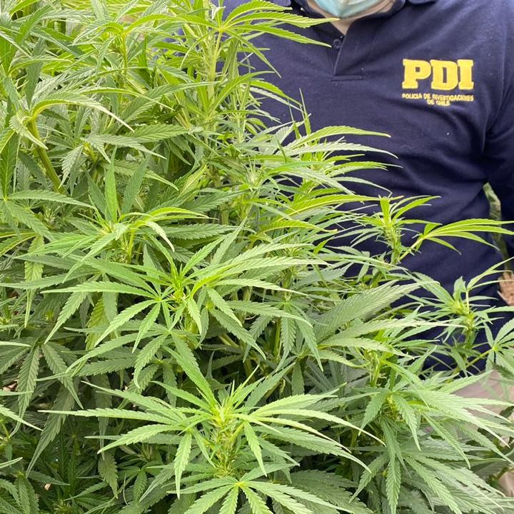 PDI decomisa más de 7 mil plantas de marihuana en Curicó