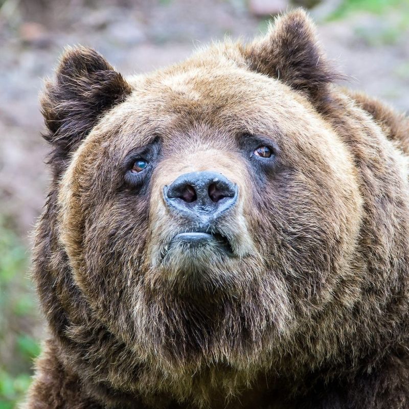 Detienen a madre que lanzó a hija a fosa de los osos en zoológico