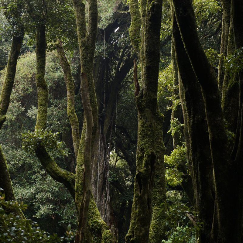 Desde la COP27 en Egipto, CONAF llama a un gran acuerdo nacional para la restauración de bosques en Chile