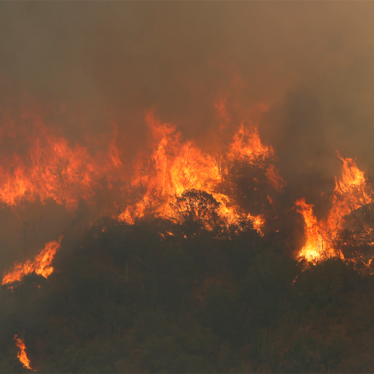 Senapred Declara Alerta Roja Para Comuna Del Maule Incendio Forestal Estaría Afectando Bosques 5966