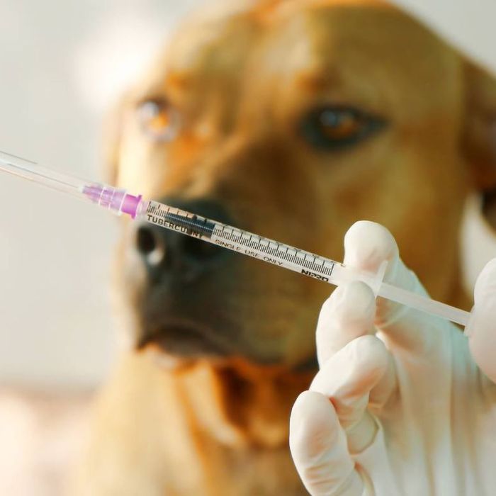 Día Mundial contra la Rabia: Colmevet hace llamado a fortalecer roles del Estado, tutores y médicos veterinarios