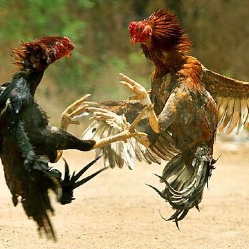 Fiscalía formaliza a dos imputados, acusados de maltrato animal, tras organizar peleas de gallos en San Carlos, Ñuble