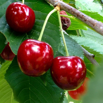 Chile mantendrá exportaciones récord de cerezas pese a sobrestock en China