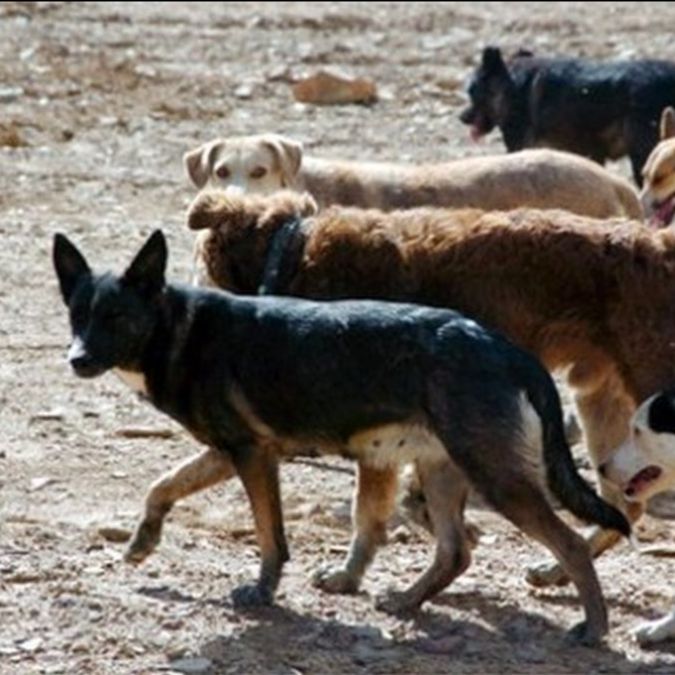 Crece preocupación en Osorno, por aumento reiterado de ataques de perros salvajes a ganado
