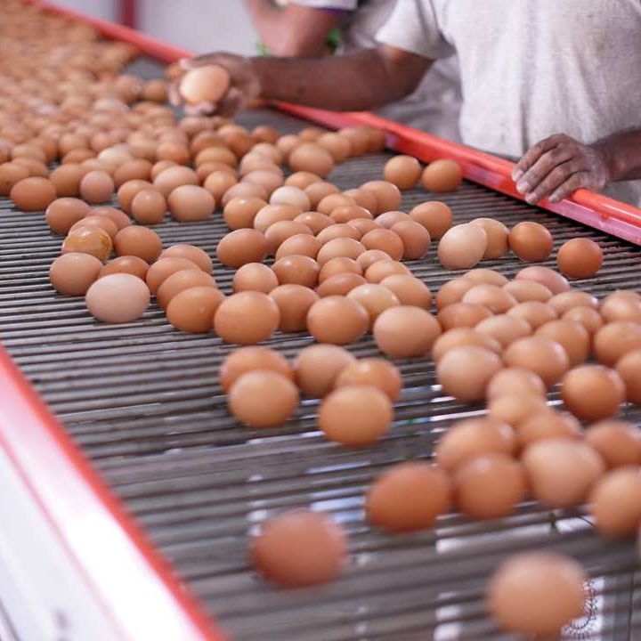 En Día Mundial del Huevo, sector celebra récord histórico de consumo y producción de ese alimento en Chile
