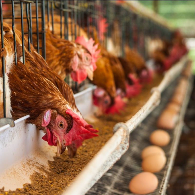 La producción de huevos de consumo presentó un aumento interanual de 3,9% en agosto de 2025