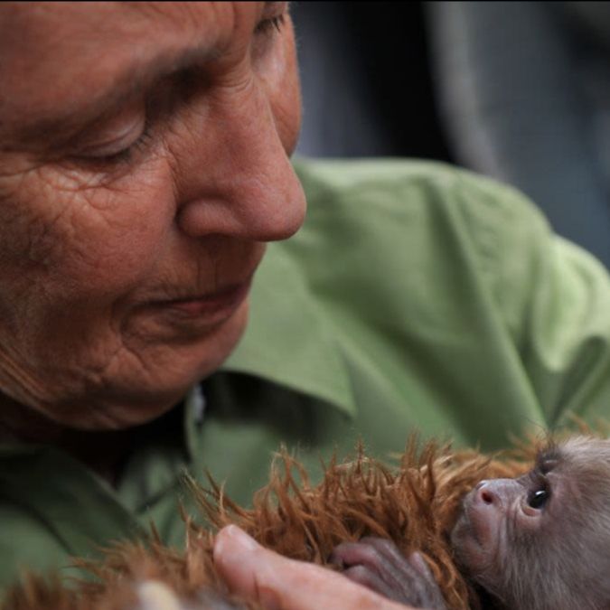 Mundo científico de luto. Fallece destacada etóloga Jane Goodall. Universidad de Chile lamenta muerte de su Doctora Honoris Causa