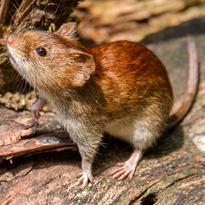 Paciente con Hantavirus, proveniente del Hospital de Curicó, es derivado al Hospital de Concepción, para ser tratado con equipo especializado en ECMO