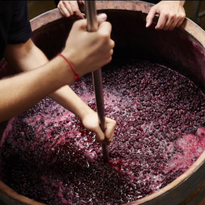 Proyecto de la PUCV busca transformar desechos del vino en bioproductos sostenibles