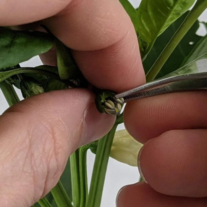 Tecnología chilena busca revolucionar el control de calidad en la producción de semillas