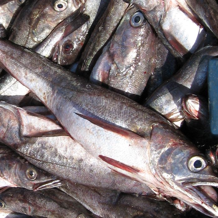 Tras un exitoso mes de veda, Sernapesca informa que vuelve la comercialización de la conocida “pescá” o merluza común