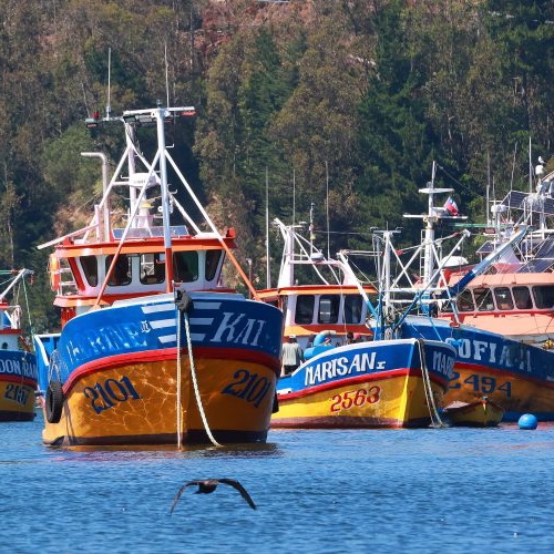 Biobío lidera beneficios de la nueva Ley de Fraccionamiento Pesquero en Chile