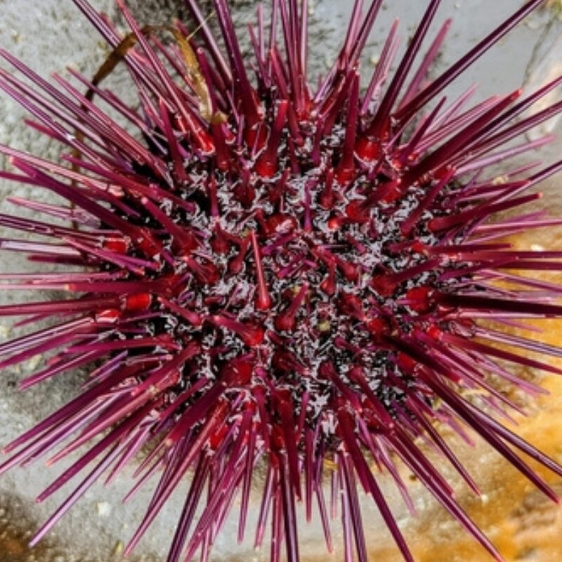 Factores ecológicos y antrópicos explican la expansión del erizo negro en el Archipiélago de Juan Fernández