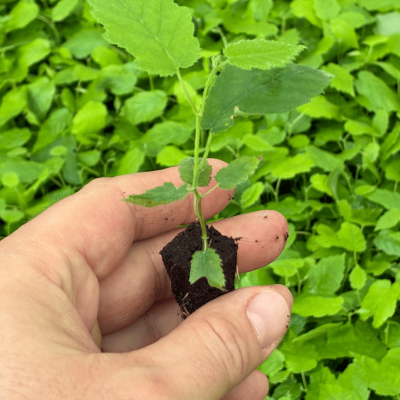 Con tecnología local y alianzas estratégicas, el vivero proyecta la fruticultura chilena hacia nuevos estándares de calidad
