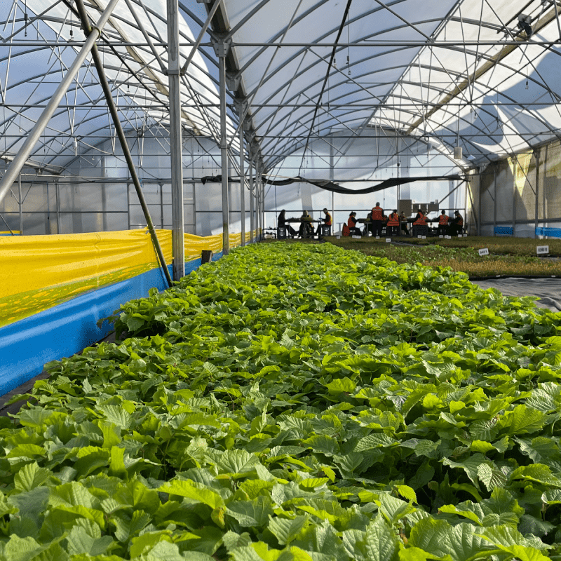 La región lidera el desarrollo de plantas más adaptadas, eficientes y sustentables