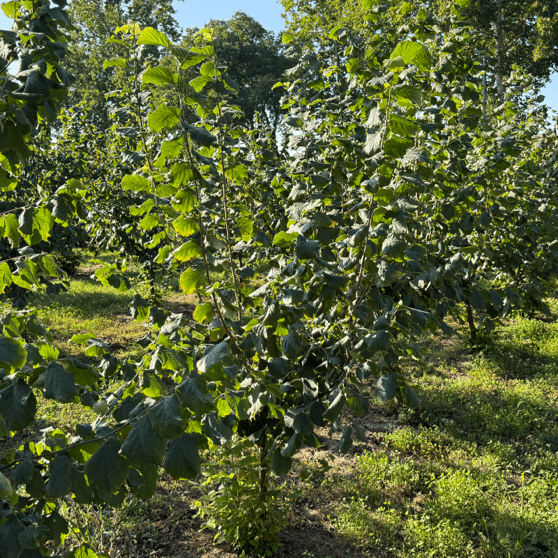 La unión entre biotecnología y viverismo transforma la forma de cultivar en Chile