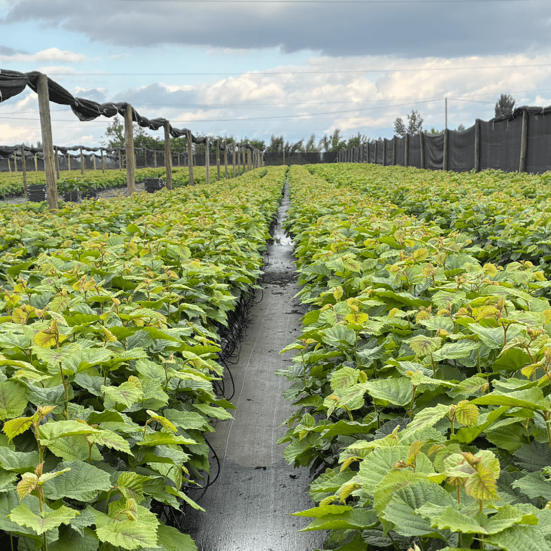 SynergiaBIO y Vivero Cuatro Vientos se unen para transformar la producción frutal desde el Maule