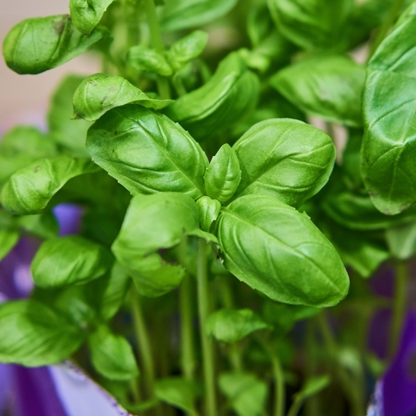 Hierbas vivas y orgánicas: la propuesta de Verde Aroma ya está en el retail en Chile