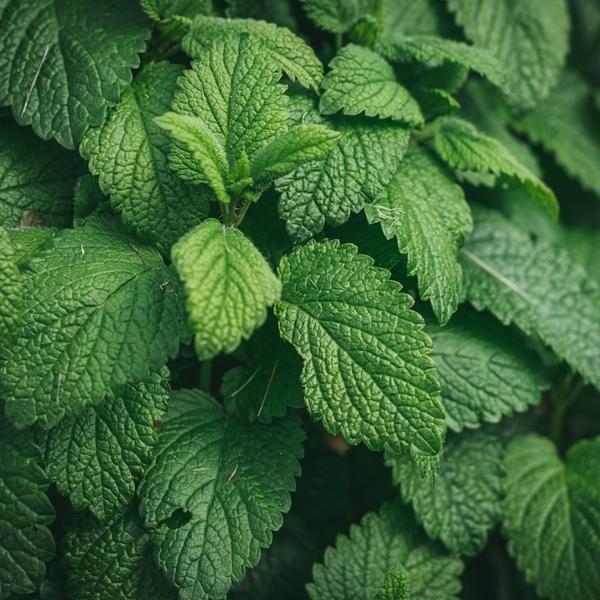 Infusiones naturales con hierbas vivas: melisa y menta ganan protagonismo en el hogar