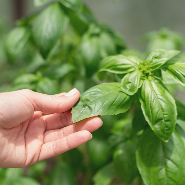 El secreto de la albahaca fresca: por qué su sabor cambia completamente cuando está viva
