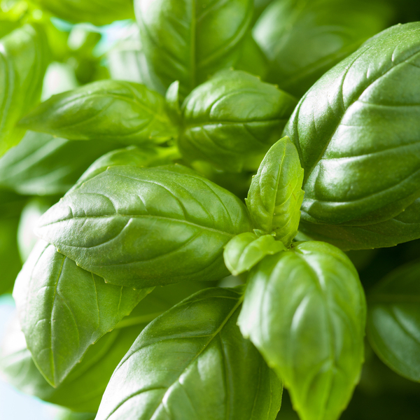 Albahaca fresca: estudios destacan sus beneficios y crece el interés por incorporarla en la alimentación diaria